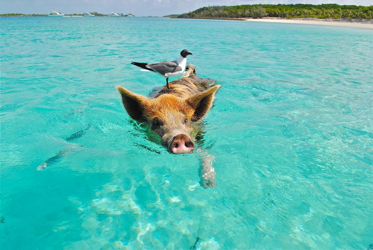 Voyage aux Bahamas : à la rencontre des cochons nageurs de l'archipel des Exumas